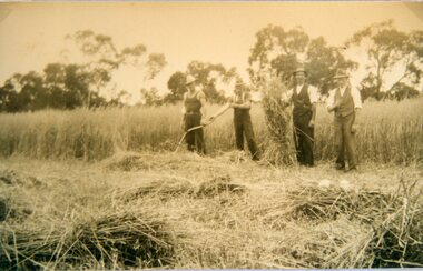 Photograph, Mr Alf Cray, Mr Frank Bennett & Mr Alf Bert Hamilton cutting hay with scythes on the Bennett Farm in Deep Lead c1950s