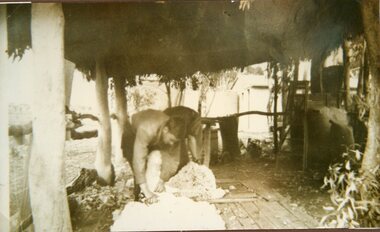 Photograph, Sheep Shearing at Farrer’s at Deep Lead 1939