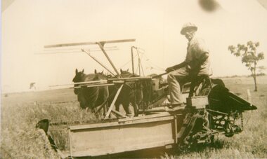 Photograph, Mr Joseph Mitchell cutting hay on his farm at Deep Lead using a reaper and binder