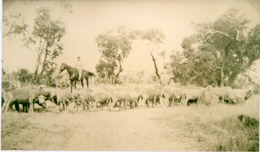 Photograph, Taking the sheep to water on the Mitchell farm at Deep Lead
