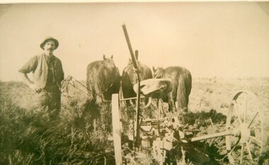 Photograph, Mr Joseph Mitchell at Deep Lead ploughing in the scrub