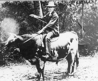 Photograph, A man riding a Bullock