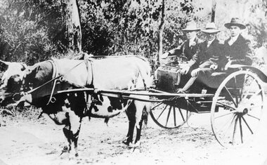 Photograph, A Bullock drawing a Gig