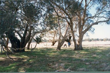 Photograph, Concongella Home Station Cemetery including the grave of Mr Willam Chapman & Mrs Isabella Chapman nee Unknown 1994 -- 4 photos -- Coloured