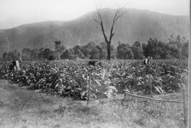 Photograph, "Murphys Block" farm in Pomonal -- growing Tobacco c1930's