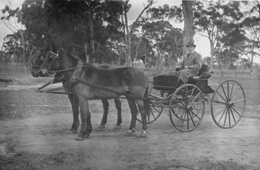 Photograph, Mr William Major Rough in Buggy & Pair