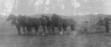 Photograph, Mr Jim Rough ploughing with his six horse team