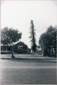 Photograph, Canadian Redwood tree in the Old Kays Foundry site in Sloane Street Stawell