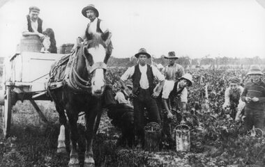 Photograph, Bests Winery in Great Western with Vineyard workers