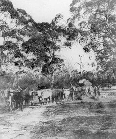 Photograph, Bullock Team and Wagon in the Grampians