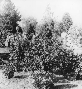 Photograph, Garden in the Grampians