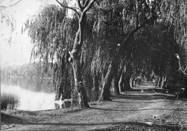 Photograph, Stawell Cato Park's Willow Trees c1930