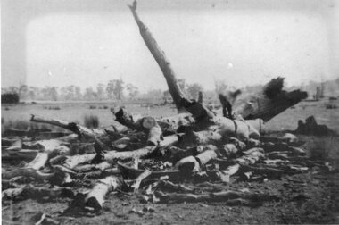 Photograph, Charcoal Burning in Fyans Creek area