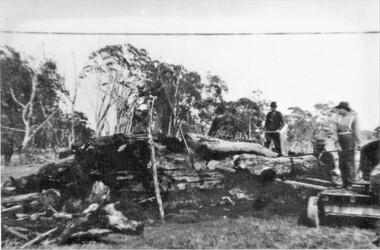 Photograph, Charcoal Burning in Fyans Creek area