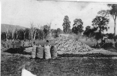 Photograph, Charcoal Burning in Fyans Creek area