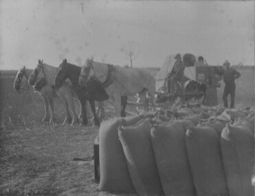 Photograph, Tyrie’s Farm at Greens Creek with Mr Charles Tyrie seated on the Horse Drawn Header c1930's