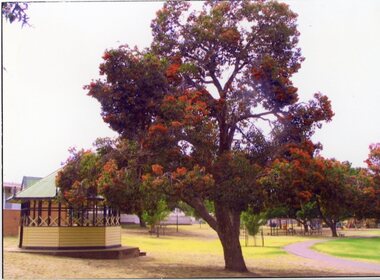 Photograph, Cato Park Flame Tree playground c 1995 -- 2 Photos -- Coloured