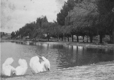 Photograph, Cato Lake with white swans -- 4 Photos