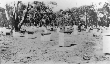 Photograph, Mr W Howard with his Bee Hives