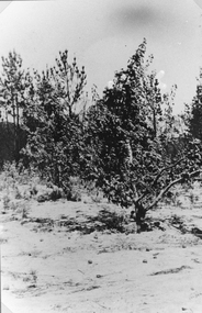 Photograph, Bushfire Damage at the Apple tree orchard at Pomonal 1939