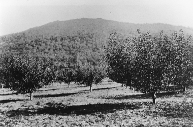 Photograph, Mr Albert Cox's Orchard at Pomonal 1938