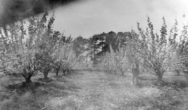 Photograph, Cox’s Orchard in the Spring Pomonal