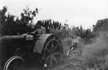 Photograph, Mr Albie Cox Ploughing Orchard with a tractor Helped by Miss Shirley Henderson at the Pomonal Orchard