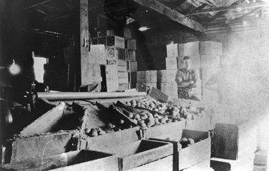 Photograph, Mr Albie Cox in the Apple Packing Shed at the Pomonal Orchard