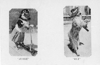 Card, Attrills Performing Dogs -- Postcard