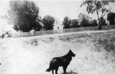 Photograph, “Vinelea” Homestead with picket fence in front