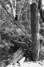 Photograph, Timber poles with gauges to measure river height