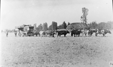 Photograph, Thresher drawn by Bullocks