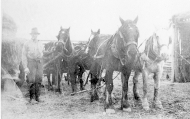 Photograph, Horse drawn wagon with teamster