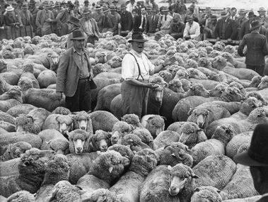 Photograph, Elder-Smith Sheep Sales at Stawell with Dick Monaghan as the Manager of Stawell Branch 1950