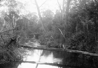 Photograph, Mr R.M. Telford in a tranquil bush creek scene in Langwarrin 1903