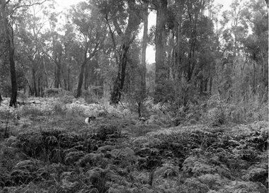 Photograph, Mr R.M. Telford in a bush scene in Langwarrin 1902-1903