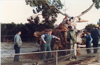 Photograph, Large Redgum Corroboree Tree fallen at Central Park with workmen assessing the damage -- Coloured