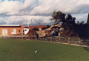 Photograph, Large Redgum Corroboree Tree --- Fallen down at Central Park with Athletic Clubrooms in the background -- 2 Photos -- 1 Coloured