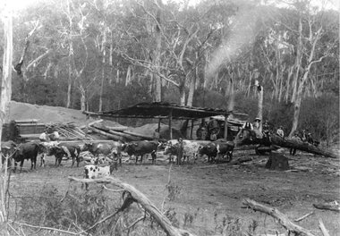 Photograph, Halls Gap Saw Mill & Bullock Team owned by McKeon Brothers