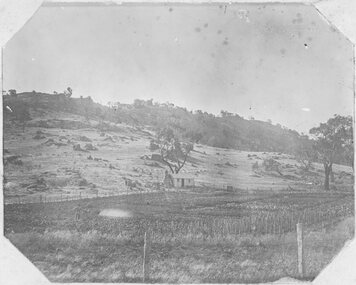 Photograph, Man standing in paddock in front of Hut with hill behind believed to be the Sugarloaf -- Probably the McKay's property owned by McKay's