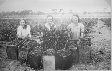 Photograph, Miss Laura, Miss Annie & Miss Amy Rogers picking grapes on the Rogers Property Deep Lead