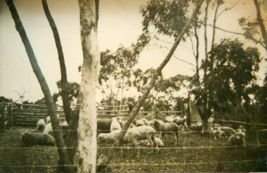 Photograph, Sheep Shearing at Farrer’s at Deep Lead 1939