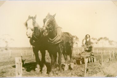 Photograph, Mr Joseph Mitchell at his farm at Deep Lead working with plough and horses