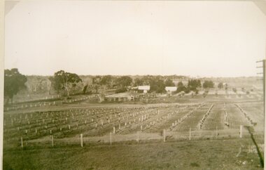 Photograph, Mitchell Orchard and Vines at Deep Lead when they were first planted