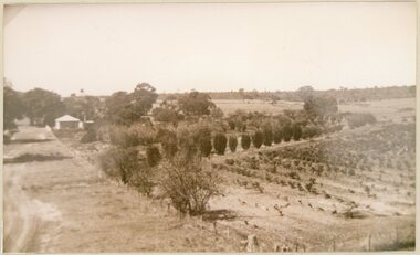 Photograph, Mitchell Orchard and Vines at Deep Lead when they were first planted
