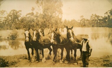 Photograph, Mr Joseph Mitchell from Deep Lead with his horses at the water of the dam