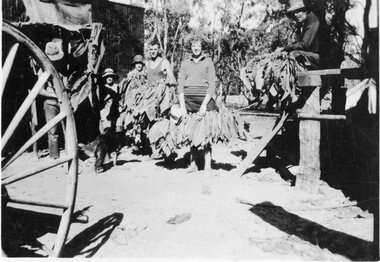 Photograph, Tobacco Farming at Dadswells Bridge c1932