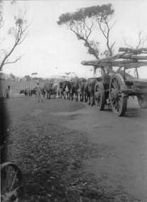 Photograph, Dalkin's Bullock Team in Armstrong