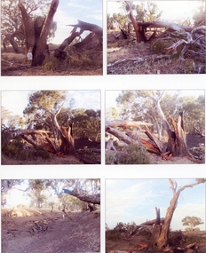 Photograph, Lightning Strike at Sheep Wash Creek in Campbells Bridge 2005 -- Coloured