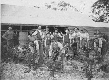 Photograph, Picking Grapes at Bests